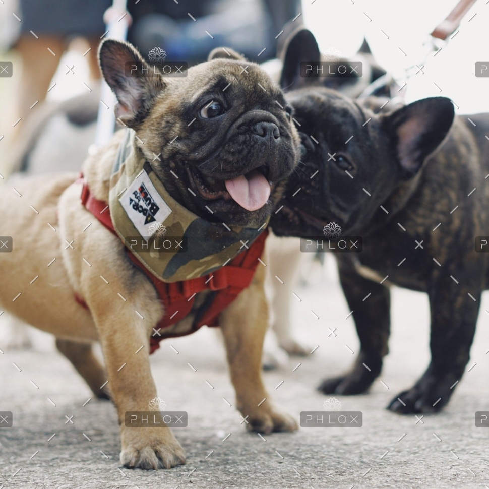 demo-attachment-510-for-chen-654769-unsplash