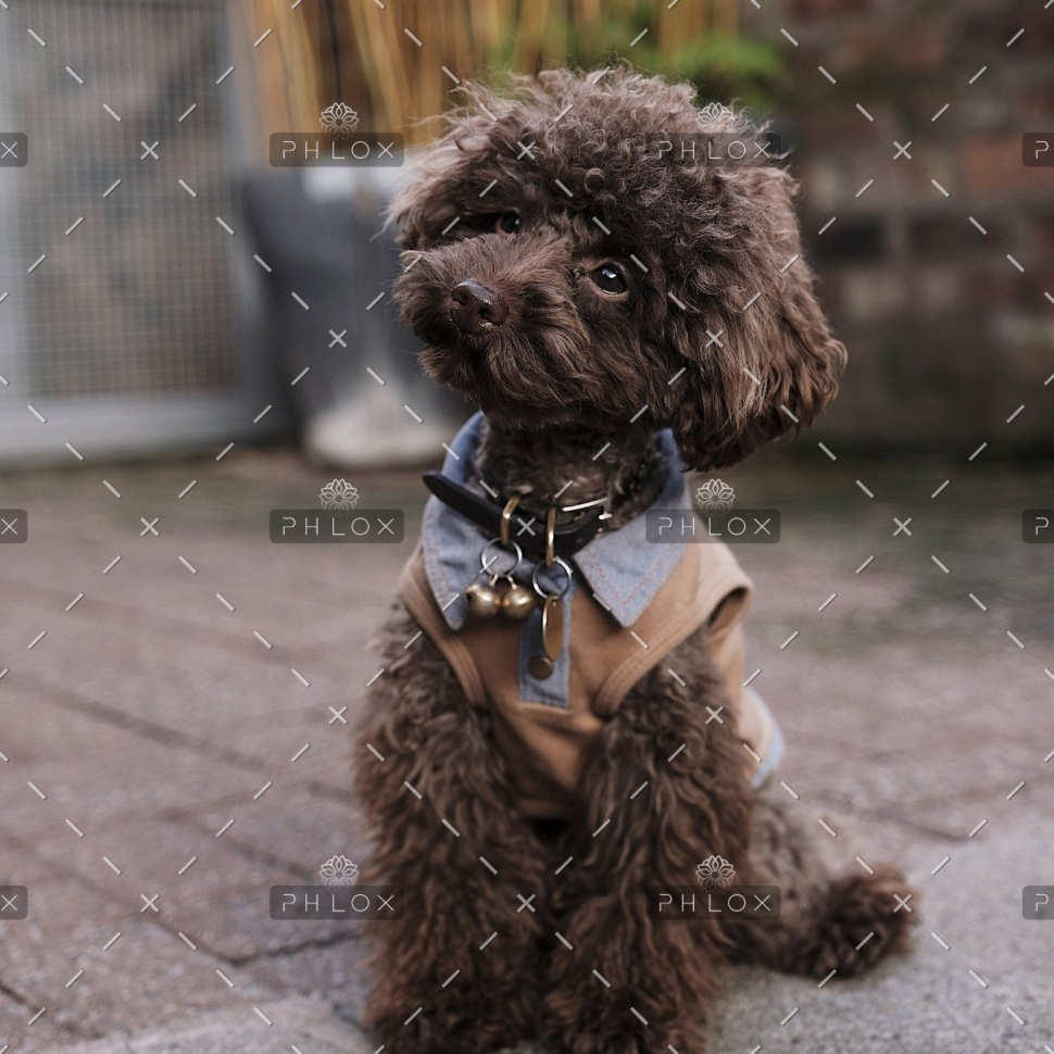 demo-attachment-511-the-poodle-gang-369918-unsplash