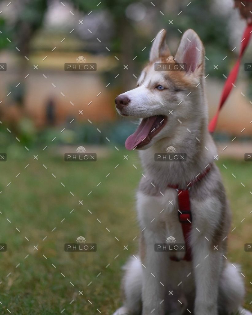 demo-attachment-516-v-srinivasan-1163717-unsplash-1