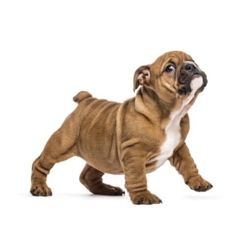 demo-attachment-19-english-bulldog-puppy-standing-isolated-on-white-EKQ74AB