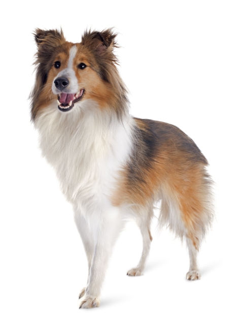 demo-attachment-566-shetland-dog-P3DC5W5
