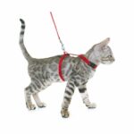 demo-attachment-15-silver-bengal-kitten-and-harness-PPFE7GT